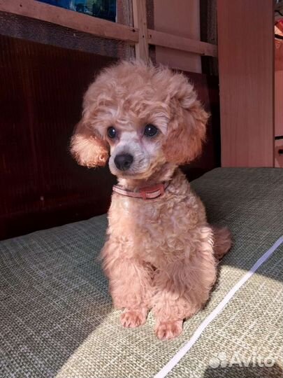 Щенок той пуделя