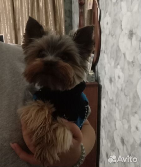 Йоркширский терьер вязка мальчик