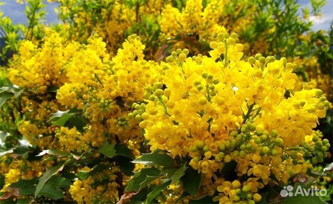 Магония падуболистная