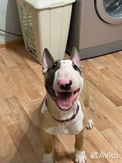 Бультерьер