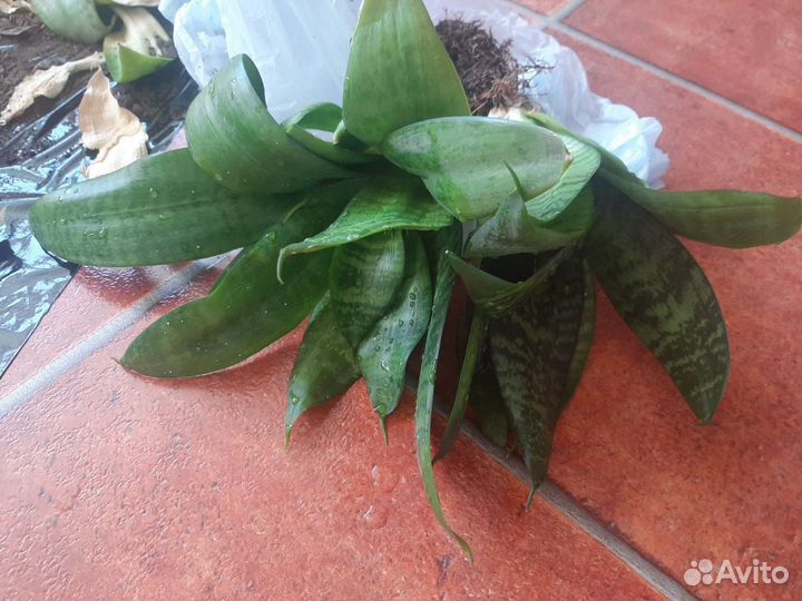 Сансевиерия