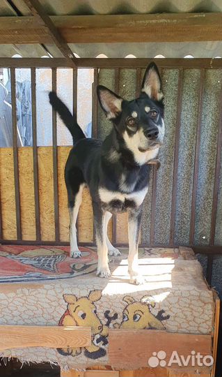 Молодой пёс