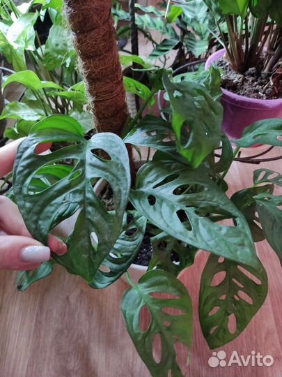 Монстера манки маск