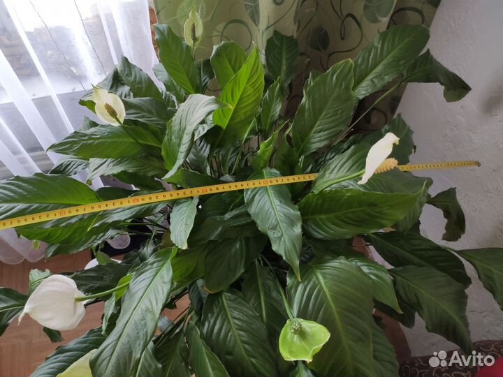 Спатифиллум