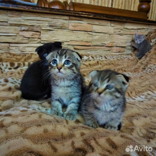 Вислоушечки