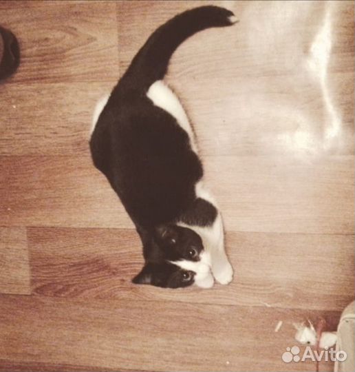 Кошки в добрые руки