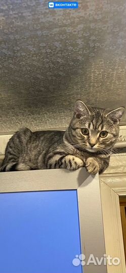 Отдам кота в добрые руки