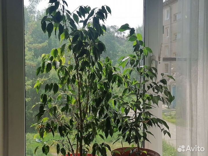 Фикус бенжамина большой