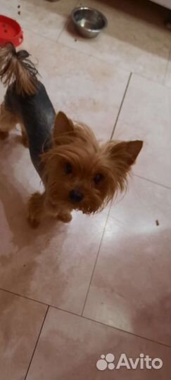 Йоркширский терьер