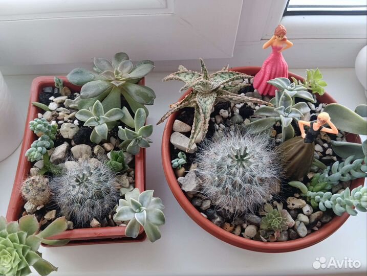 Суккуленты, мини-садик