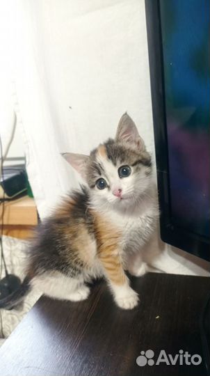 Котенок в дар