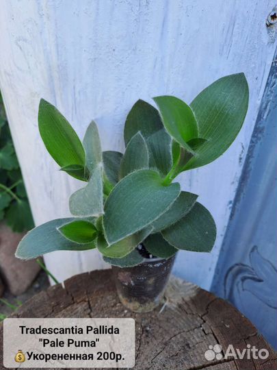 Традесканции, Каллизия, Рео, Гибазис,Цианотис