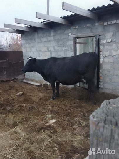 Корова стельная дойная