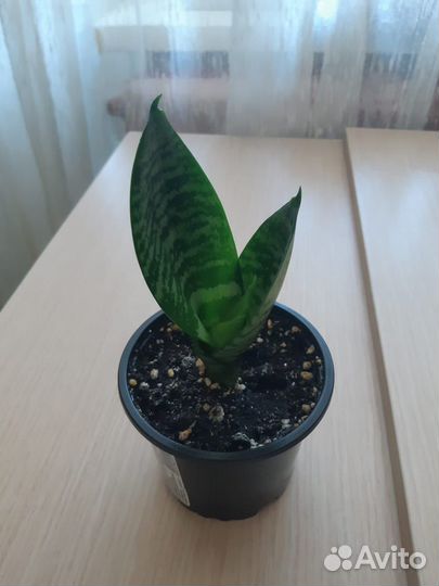 Сансевиерия