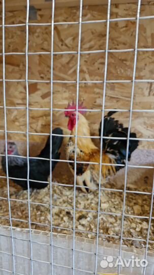 Куры Шабо семья