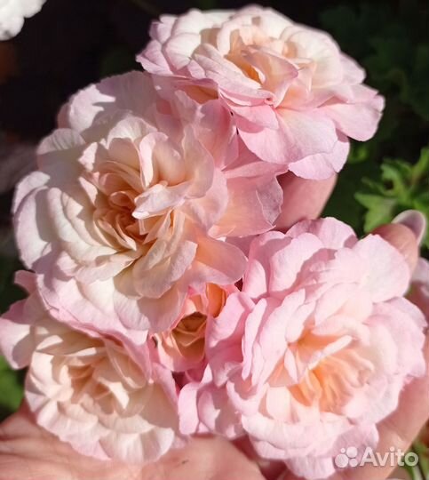 Пеларгония Леона Галактика