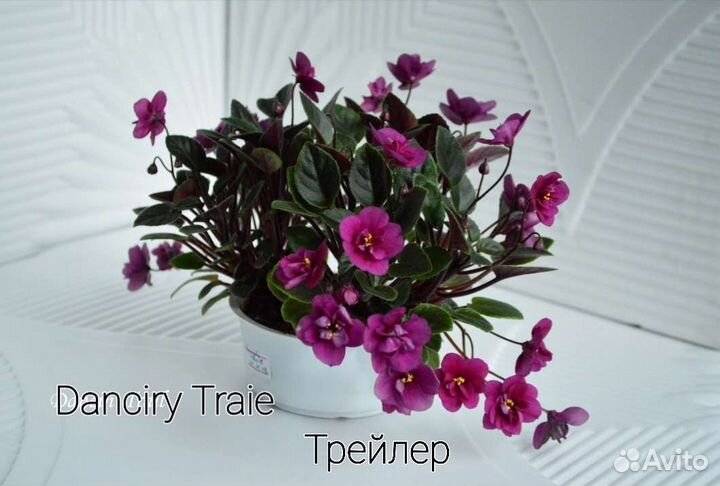 Фиалки мини, трейлеры, стандарты