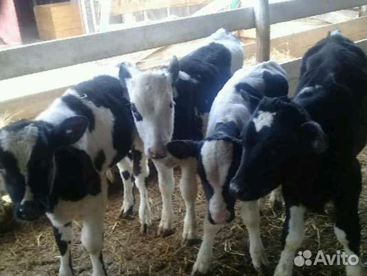 Крс Холмогоры