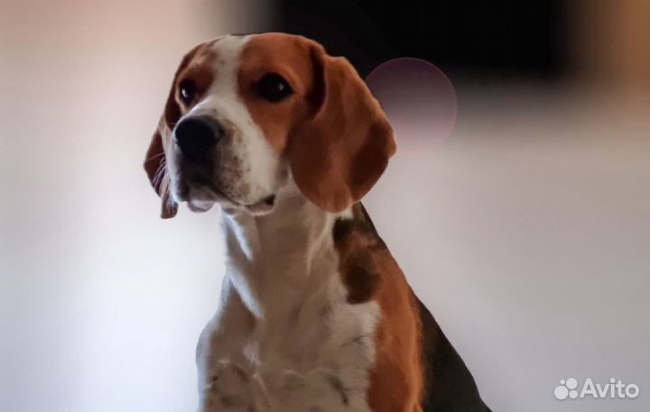 Бигль вязка Чемпион России по скор