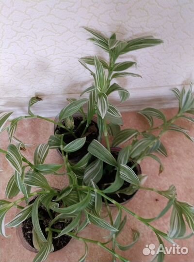 Комнатные цветы