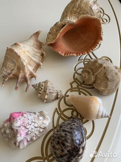 Морские ракушки и кораллы