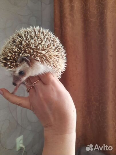 Африканский карликовый еж