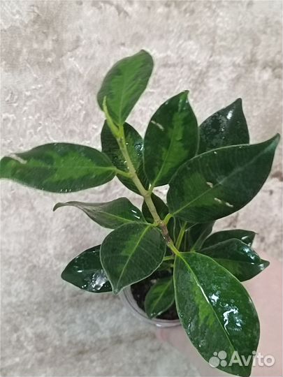 Разные комнатные растения