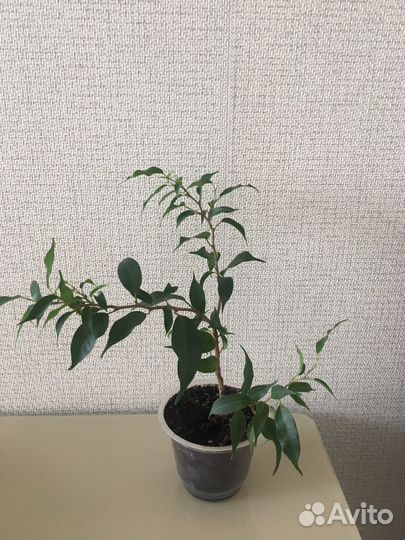 Фикус Наташа