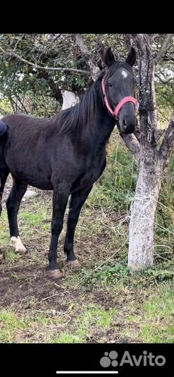 Лошадь жеребец