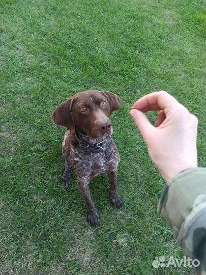 Курцхаар вязка