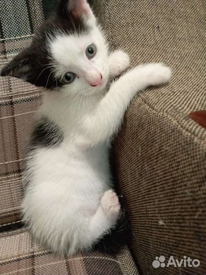 Котенок