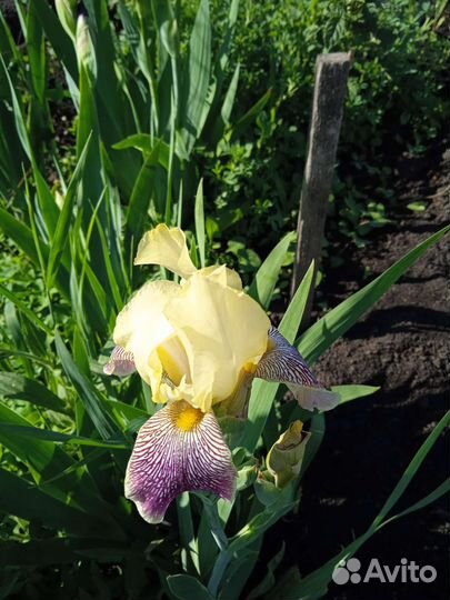 Ирисы бородатые