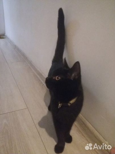 Русская кошка