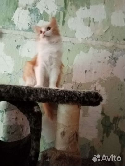 Котик Кузенька в добрые руки