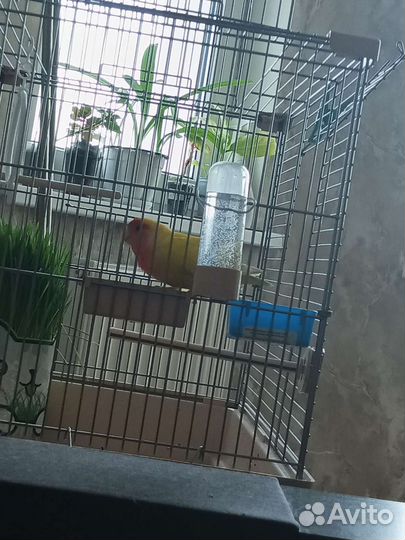 Большая клетка для попугая