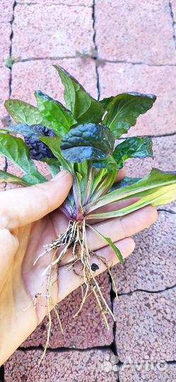 Живучка ползучая