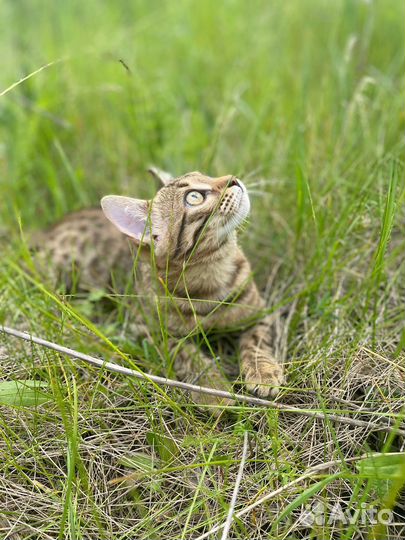 Бенгальские котята