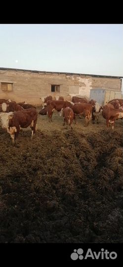 Коровы с телятами