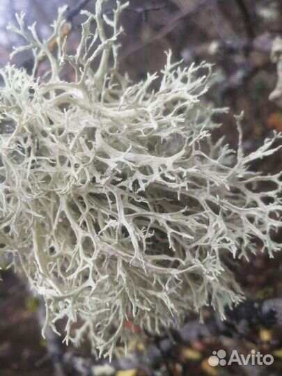 Исландский мох