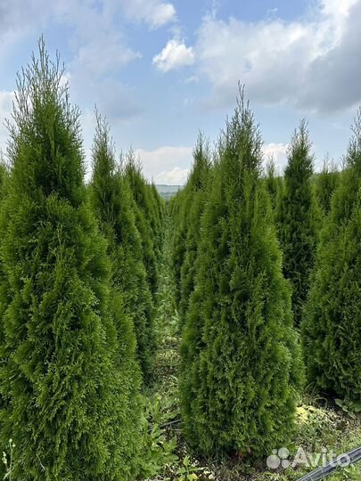 Туи смарагд