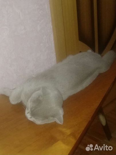 Вислоухий кот (вязка)