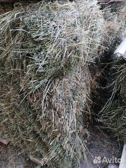 Сено в квадратных тюках