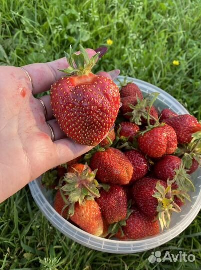 Рассада Клубника (сортовая)