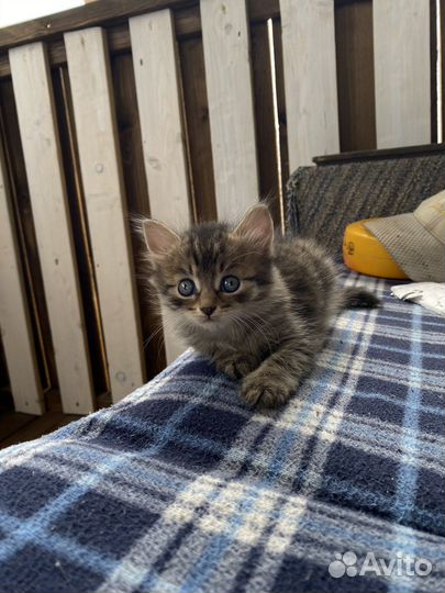 Котята в добрые руки приучены к лотку