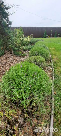 Лаванда саженцы 0,5л