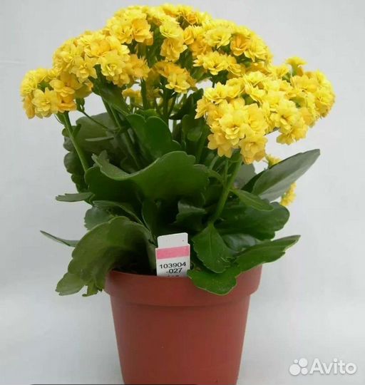 Пуансетия, филодендроны, диффенбахия, каланхоэ