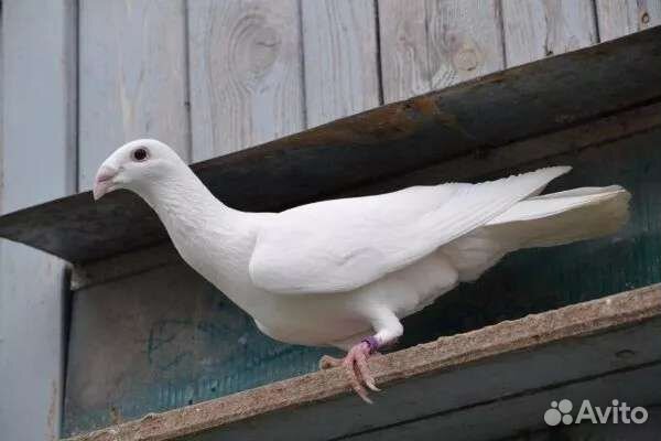 Голуби