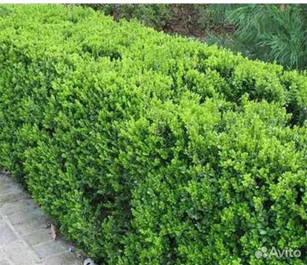 Растения Самшит,Гибискус