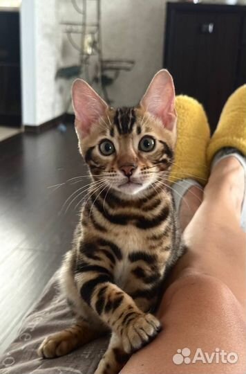 Бенгальские кошки