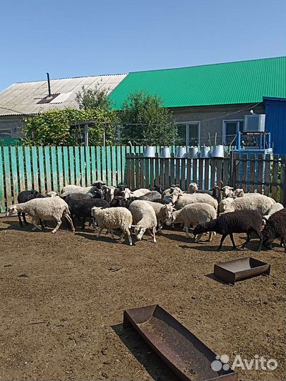 Овцы бараны
